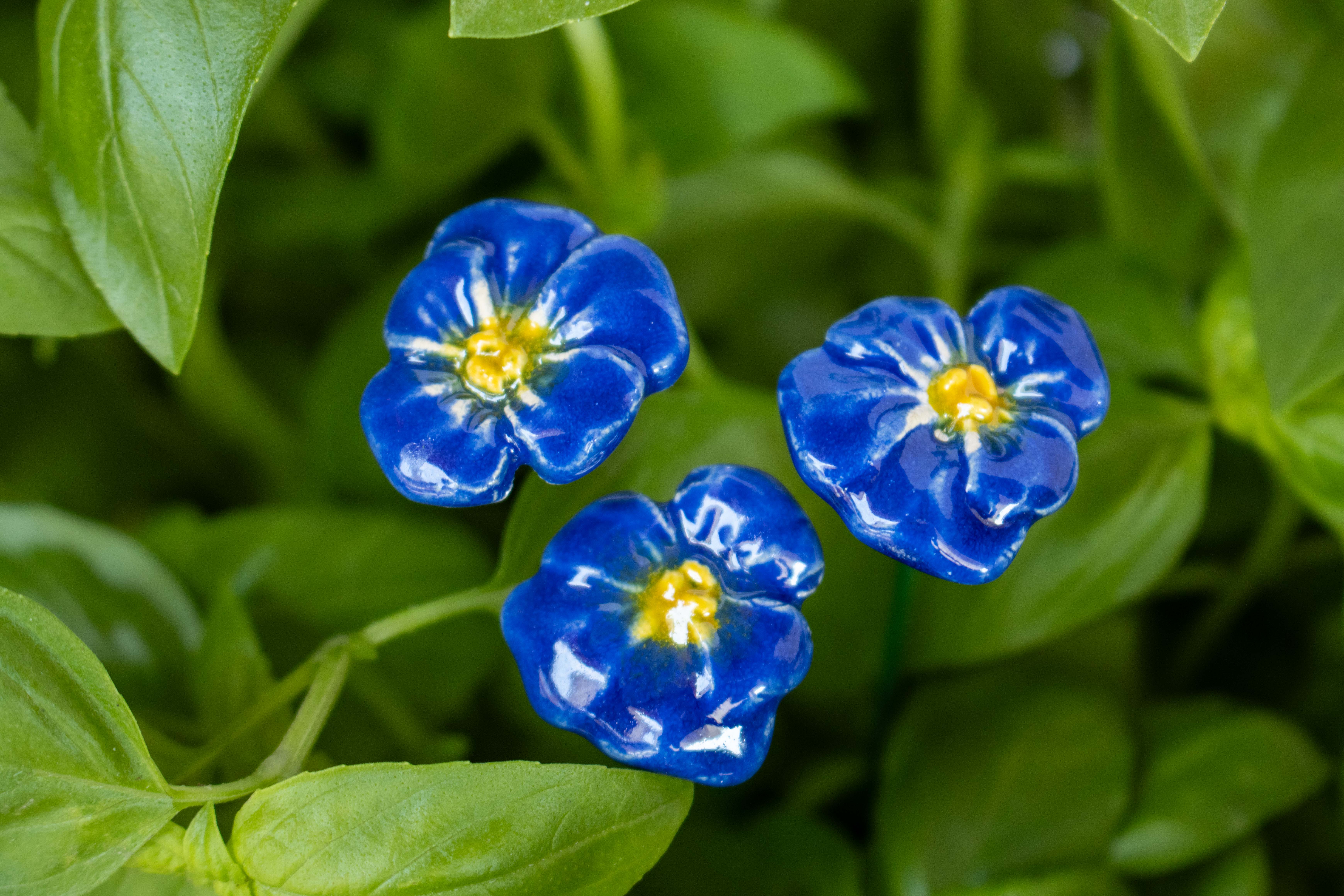 Pansy green plant next to ceramic