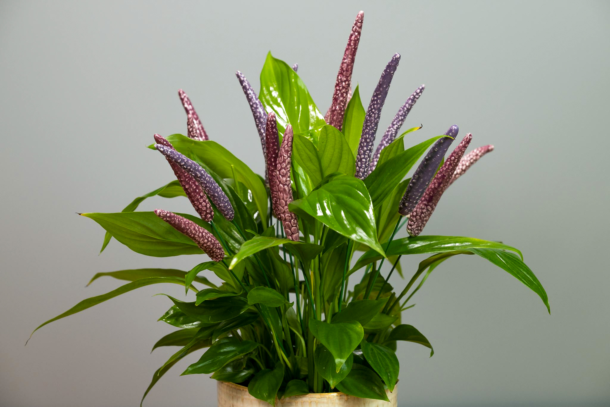 ceramic lavender next to plant