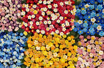 The Colors of Plants and Their Meaning: Which One Suits You?