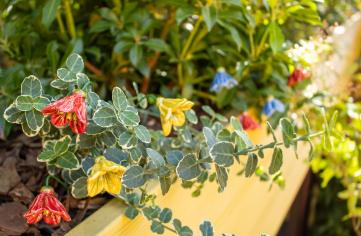 Why Choose Ceramic Flowers Over Fresh Ones?