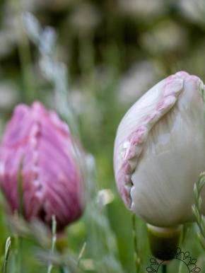 Tulip - White
