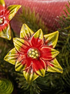 Poinsettia - Red