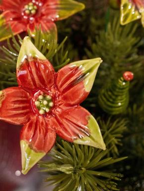 Starflower - Red