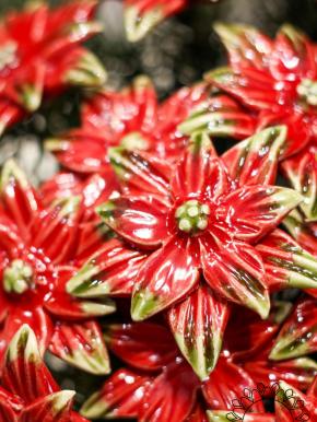 Poinsettia