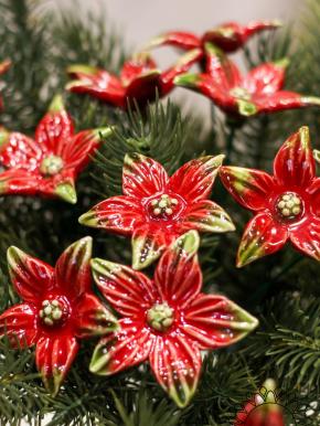 Starflower