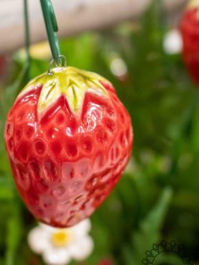 Strawberry - Red
