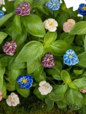 Pansy