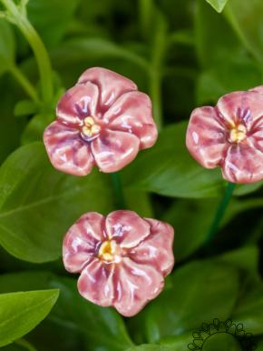 Pansy - Pink