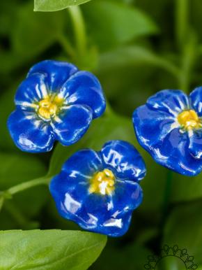 Pansy - Blue