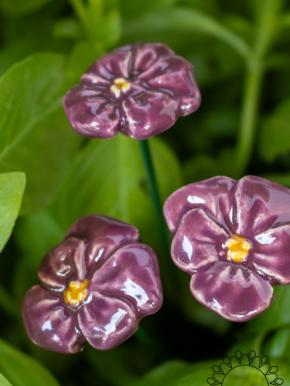 Pansy - Purple