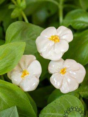Pansy - White