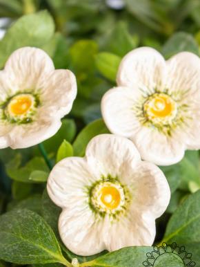 Meadow Buttercup - White
