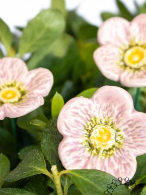 Meadow Buttercup - Light pink