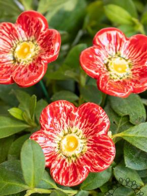 Meadow Buttercup - Red