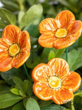 Meadow Buttercup - Orange