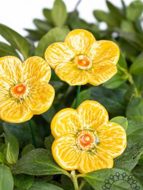 Meadow Buttercup - Yellow