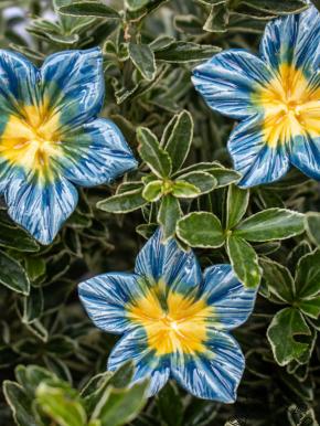 Mirabilis - Dark Blue