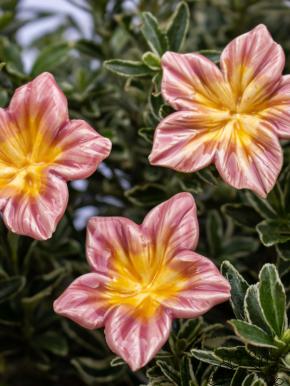 Mirabilis - Pink