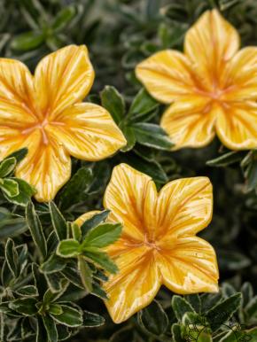 Mirabilis - Yellow