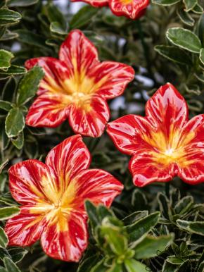 Mirabilis - Red