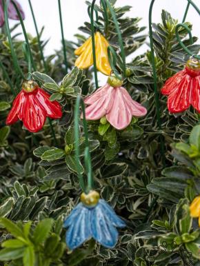 Mini Hanging Bellflower 