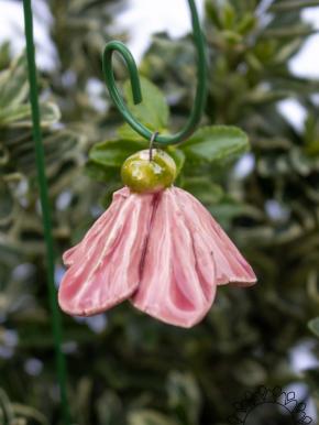 Mini Hanging Bellflower  - Pink