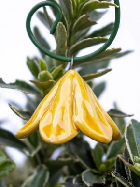 Mini Hanging Bellflower  - Yellow