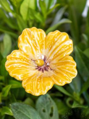 Hibiscus - Yellow