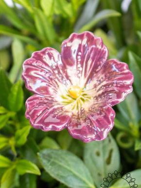 Hibiscus - Purple