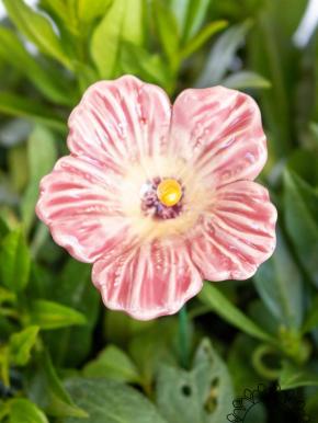 Hibiscus - Pink