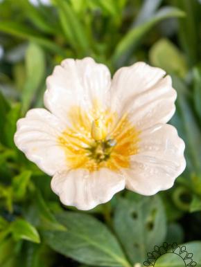 Hibiscus - White