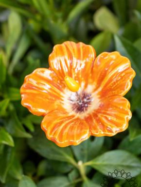 Hibiscus - Orange