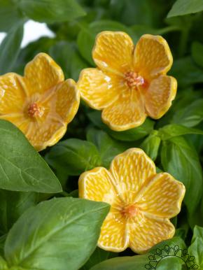 Linum Flower - Yellow
