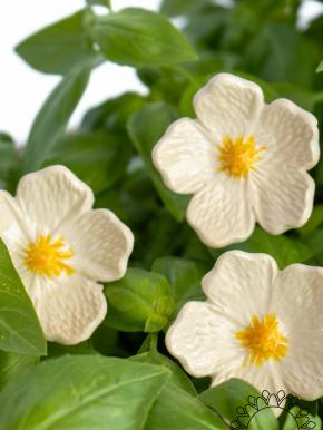 Linum Flower - White