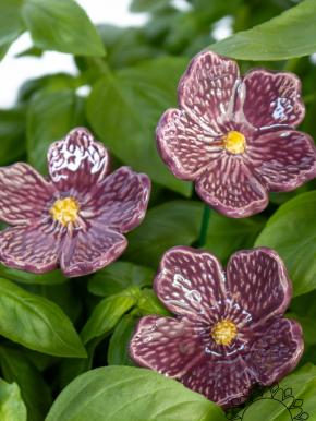 Linum Flower - Purple