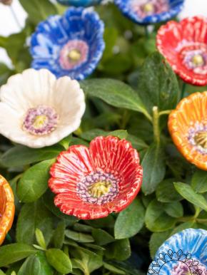 Little Garden Poppy