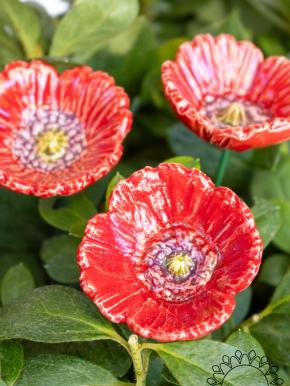 Little Garden Poppy - Red