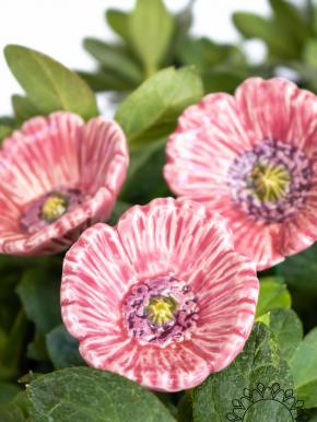 Little Garden Poppy - Pink