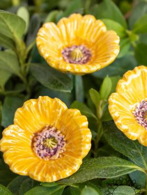 Little Garden Poppy - Yellow