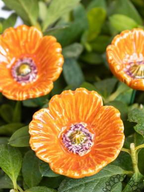 Little Garden Poppy - Orange