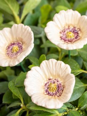 Little Garden Poppy - White