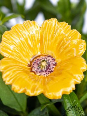 Garden Poppy - Yellow