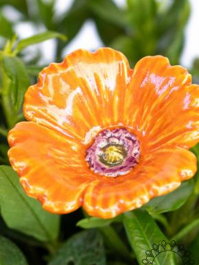 Garden Poppy - Orange