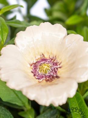Garden Poppy - White