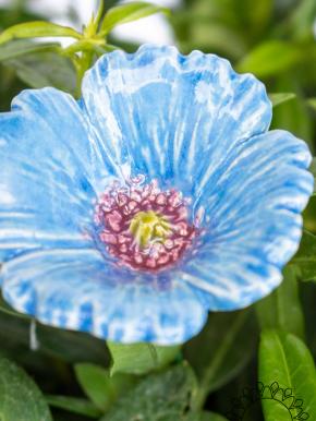Garden Poppy - Light Blue