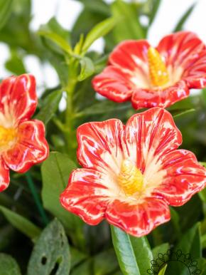 Little Mallow - Red