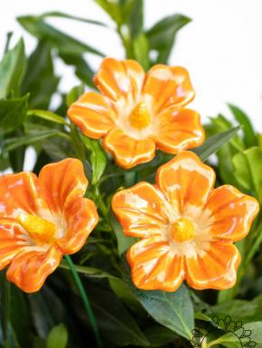 Little Mallow - Orange