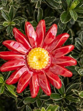 Meadow Daisy - Red