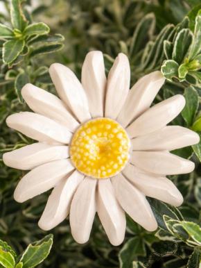 Meadow Daisy - White