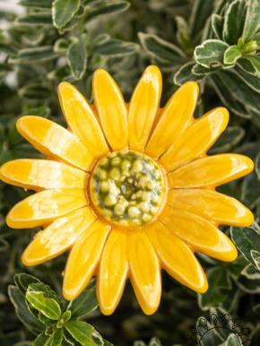Meadow Daisy - Yellow